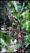 cairns_00_img027