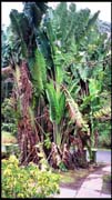 cairns_00_img032