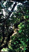 cairns_00_img083