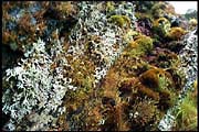 barr_1202_dx-15