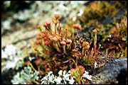 barr_1202_dx-17