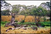 barr_291202_dx-03
