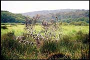 barr_291202_dx-07