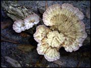 060104_RIMG0741