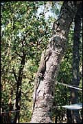 myall_260103_dx-11a