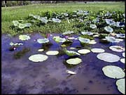 NT_rimg0224
