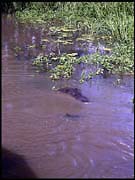 NT_rimg0226