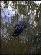 NT_rimg0241