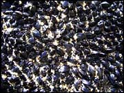 20040216_RIMG0093