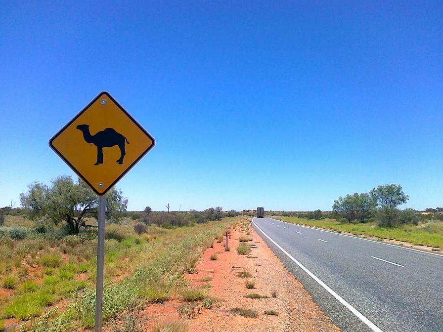 Beware Camels