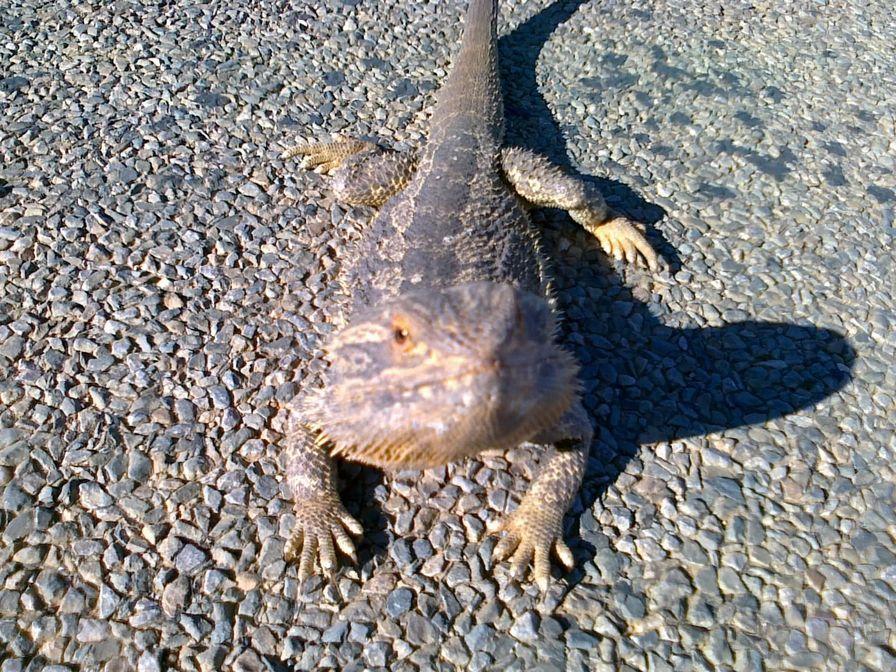 Outside Marree