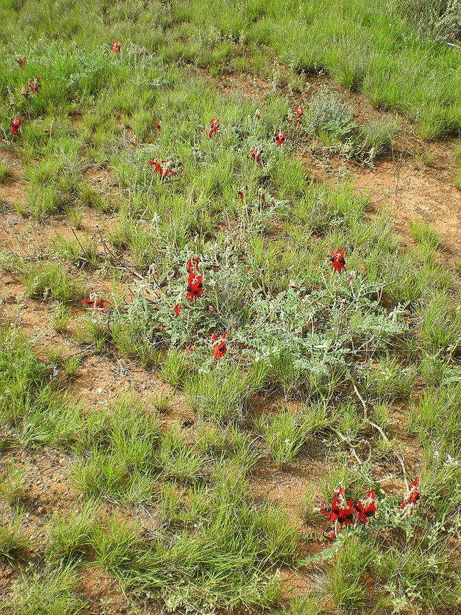 Sturt Desert Pea