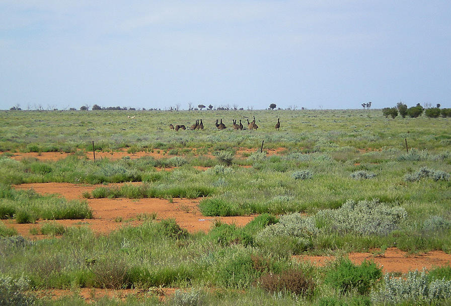 Emu - Menindee Lakes
