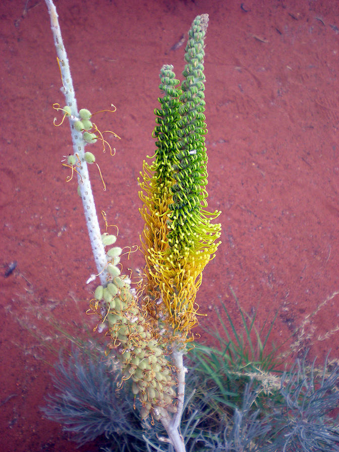 Desert Flower