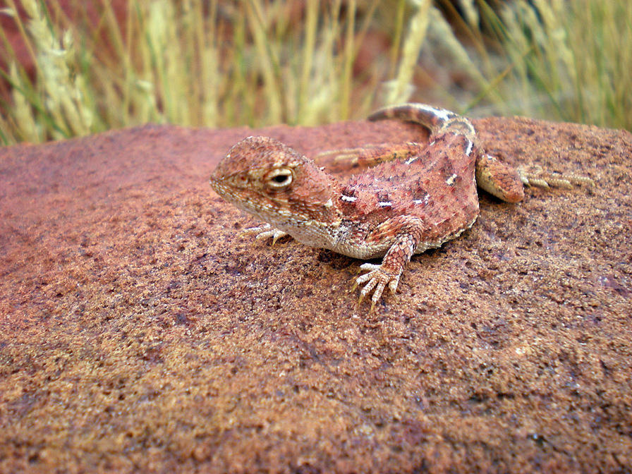 Lizard Kata Tjuta