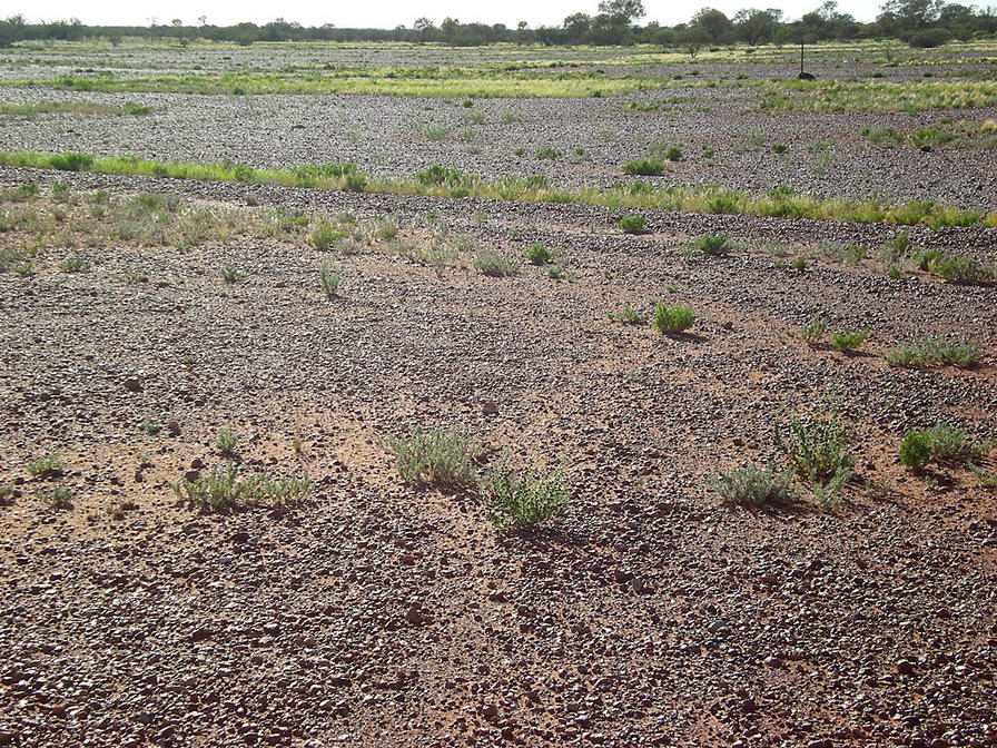 Gibber Plains