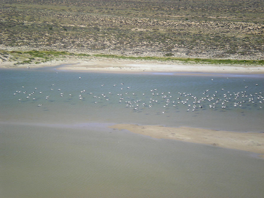 Ducks - Lake Eyre