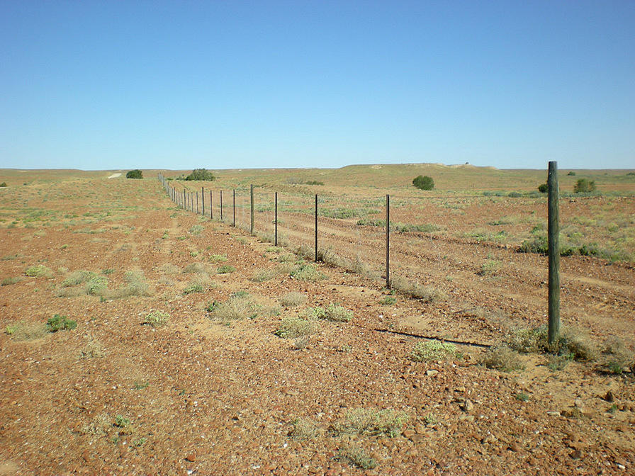 Dingo Fence