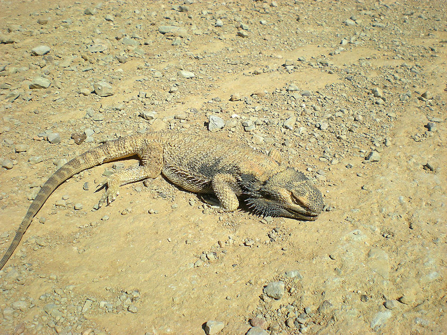 DSCN2187