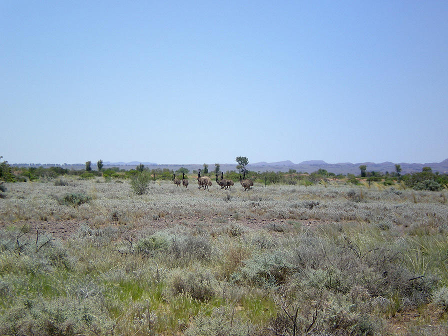 Emus - Road to Blinman