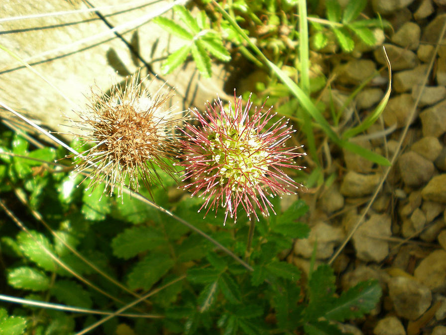 DSCN2312