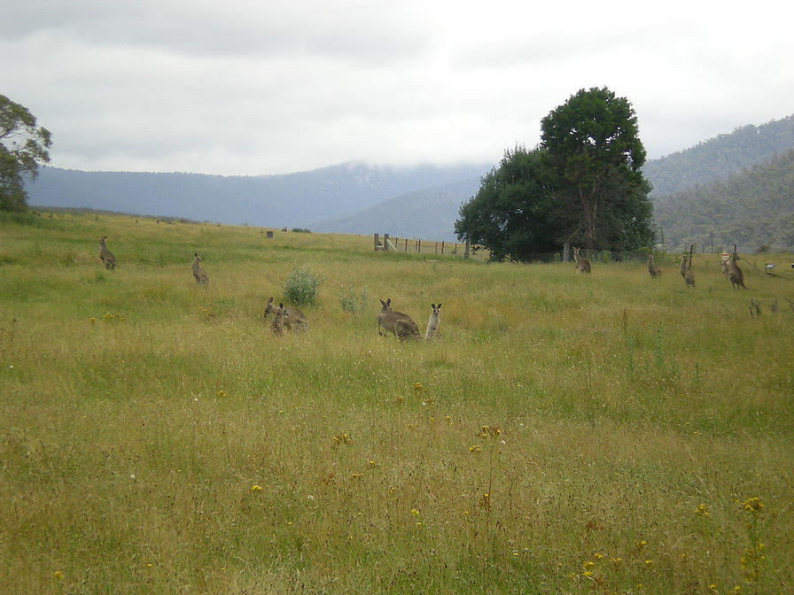 Kangaroos