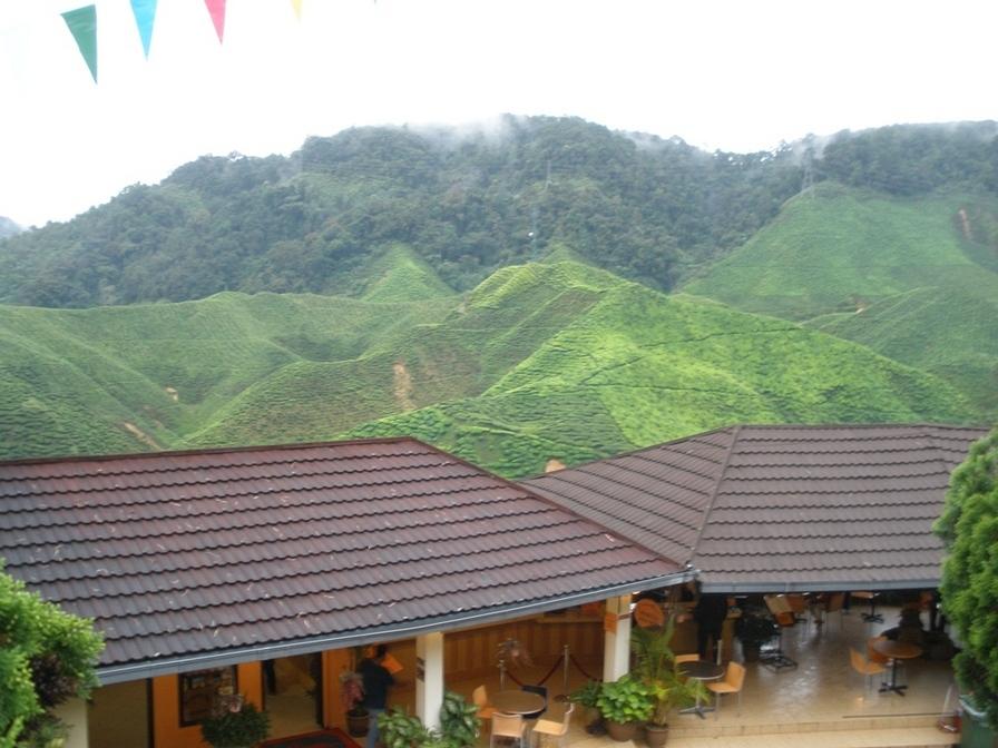 Tea Plantation - Cameron Highlands