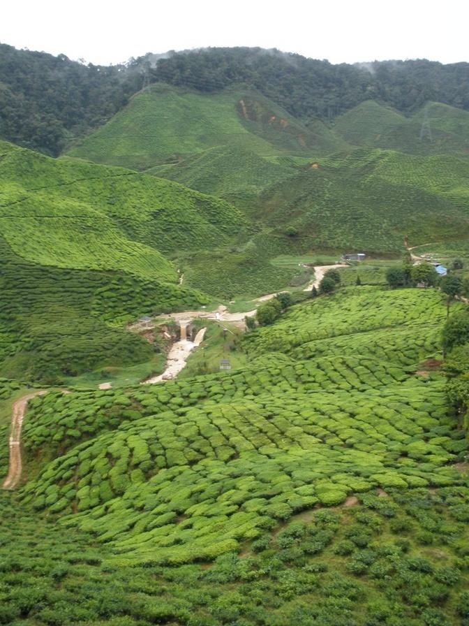 Tea Plantation - Cameron Highlands