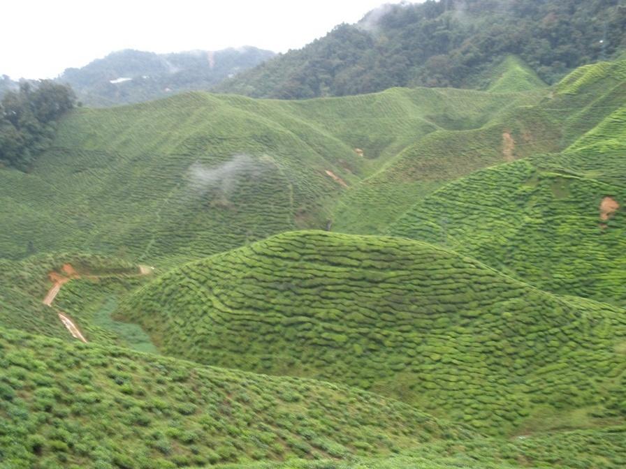 Tea Plantation - Cameron Highlands