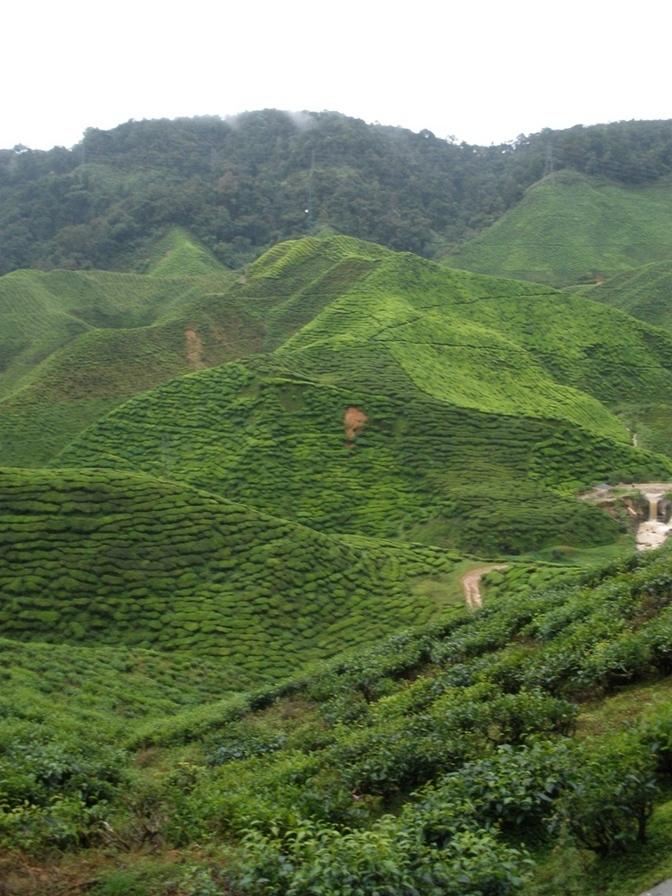 Tea Plantation - Cameron Highlands