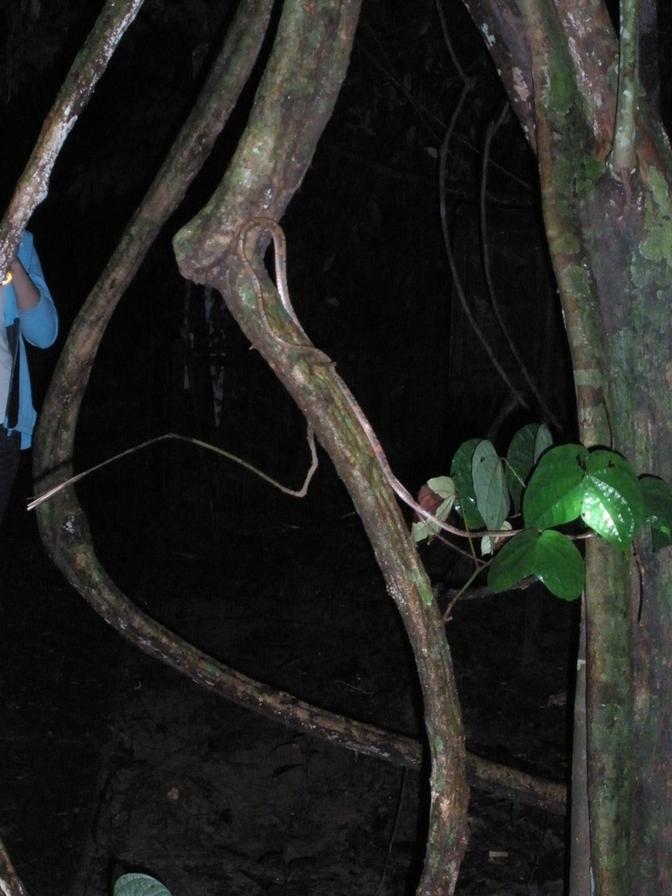Snake - Taman Negara