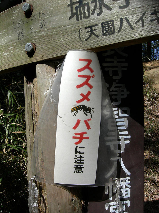 Beware of wasps