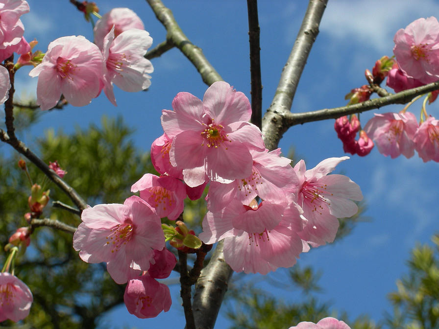 Cherry Blossom