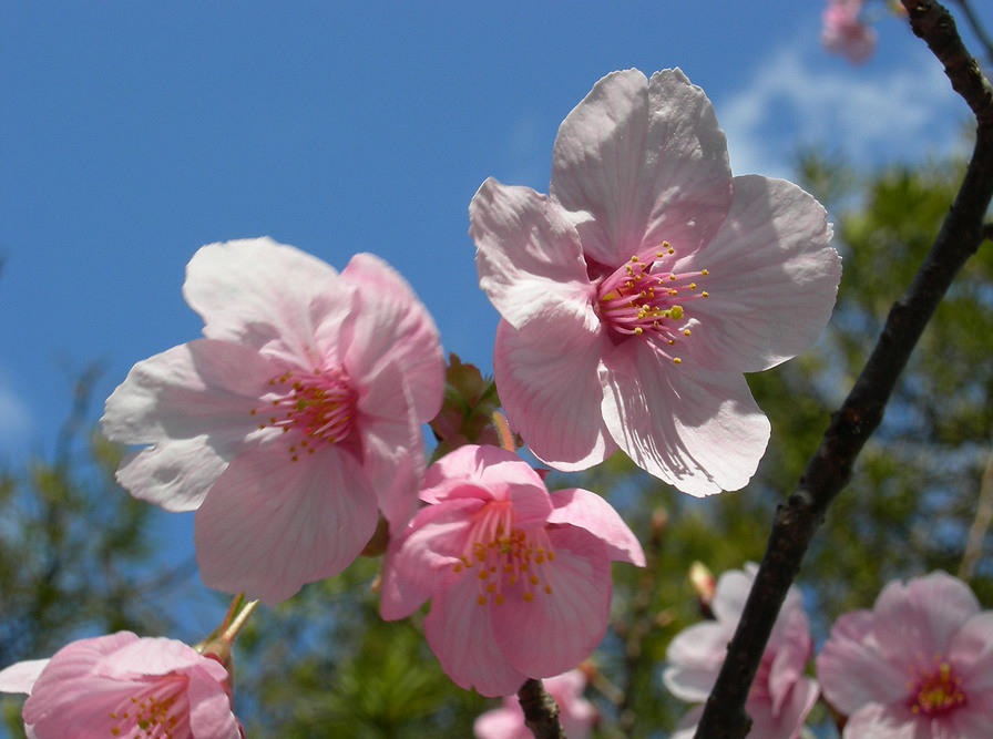 Cherry Blossom