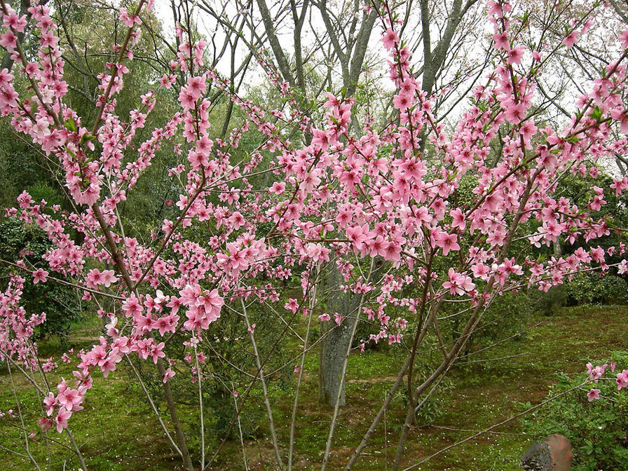 DSCN0930
