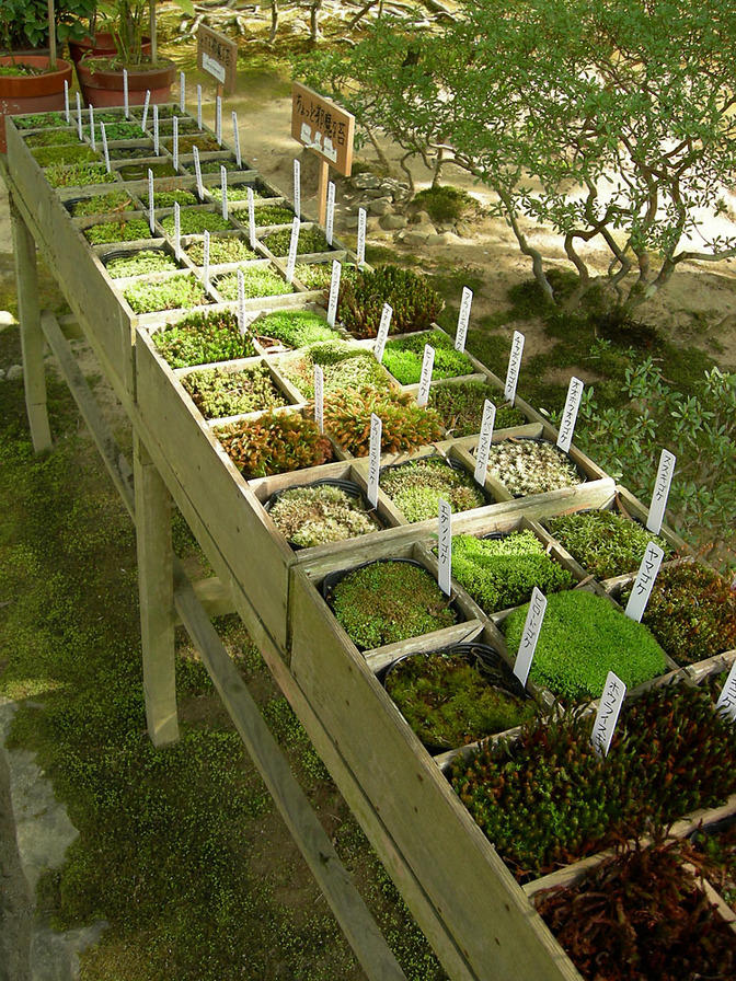 Different types of moss