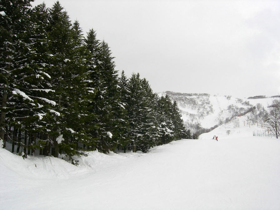 Pine tree run