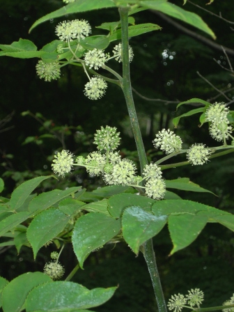 DSCN0277.jpg