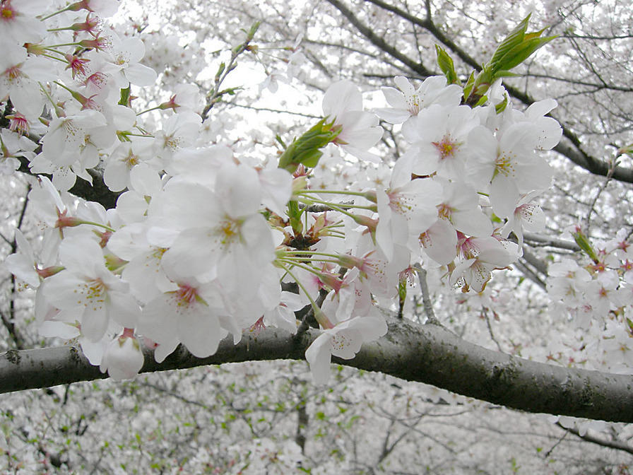 Sakura