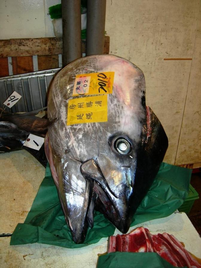 Huge Fish Head