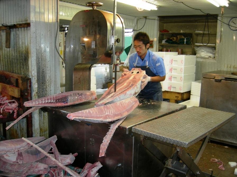 Bandsaw Frozen Fish