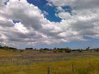 Blue Fields