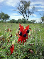 Sturt Desert Pea