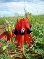Sturt Desert Pea
