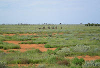 Emu - Menindee Lakes