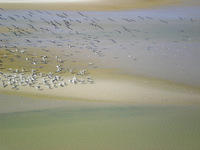 Pelicans in the desert - Lake Eyre