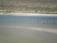 Ducks - Lake Eyre