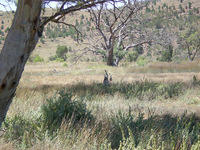 Inquisitive Kangaroos