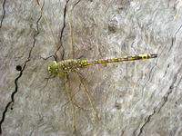 Dragonfly sheltering from the wind