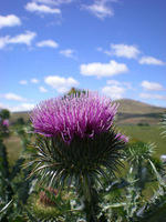 Thistle